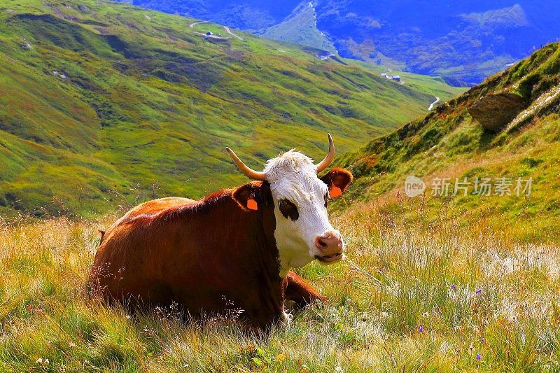 一只阿尔卑斯牛在瑞士/法国阿尔卑斯山休息和咀嚼
